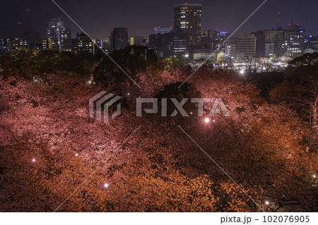 福岡城の天守台から望む夜景と夜桜 102076905