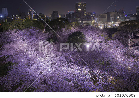福岡城の天守台から望む夜景と夜桜 102076908