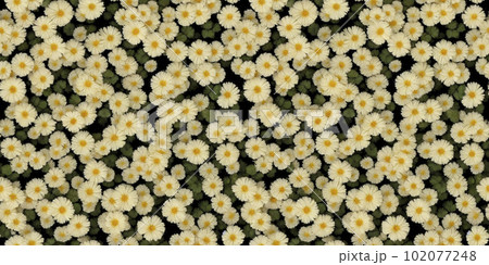 Seamless floral ditsy pattern from cute white and yellow flowers with green leaves on black, for textile or book covers, manufacturing, wallpapers, print, gift wrap and scrapbooking. AI generated. 102077248