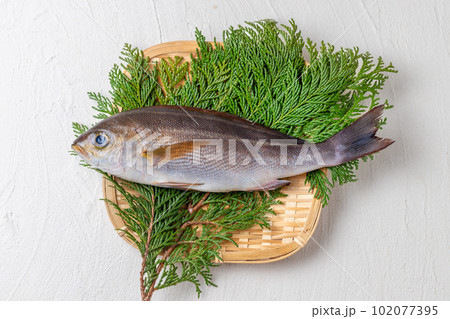 新鮮なイサキ 新鮮なイサキ 102077395