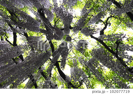 藤の花を見上げて 102077719