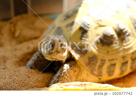 日光浴をするリクガメ（ホルスフィールドリクガメ）2 102077742