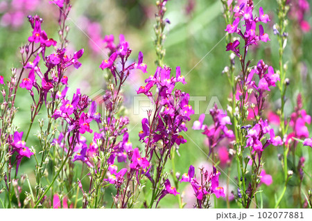 春の日差しの中、まばゆいばかりの姫金魚草 春の日差しの中、まばゆいばかりの姫金魚草 102077881