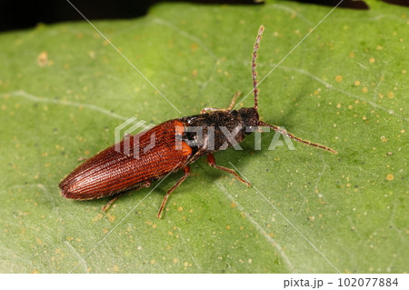 生き物　昆虫　アカホソクシコメツキ、沖縄のコメツキムシ。こちらは本島北部の産 102077884