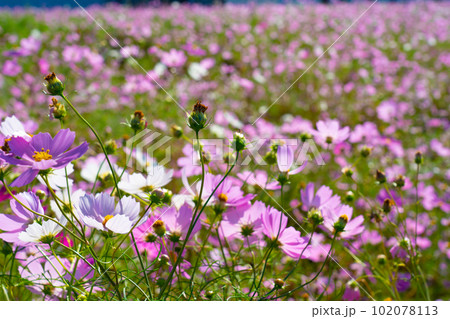 満開のコスモスが咲くコスモス畑1　岡山県岡山市東区 102078113