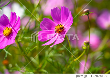 コスモスの花とミツバチ4　岡山県岡山市東区 102078129