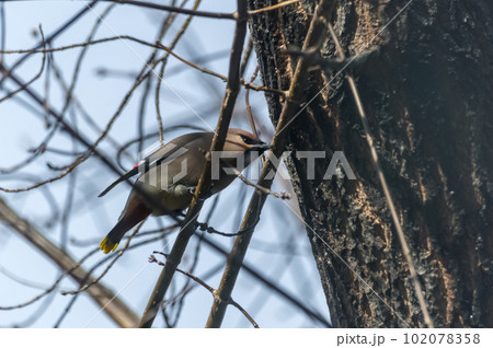 Common Bohemian Waxwing (Bombycilla garrulus) on a tree.  Birds flew in to drink the spring sap from a maple tree. Photo project Birds of Eastern Siberia.  102078358