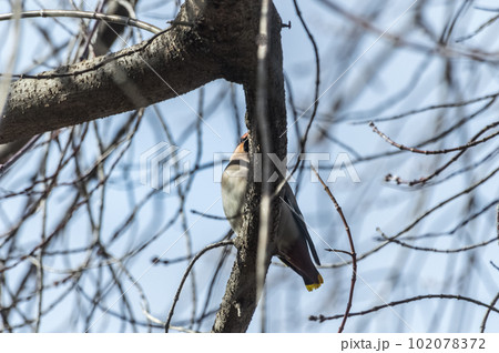 Common Bohemian Waxwing (Bombycilla garrulus) on a tree.  Birds flew in to drink the spring sap from a maple tree. Photo project Birds of Eastern Siberia.  102078372