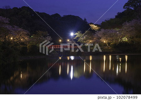 甘木公園の昭栄橋と夜桜 102078499