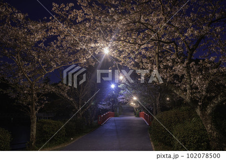 甘木公園の昭栄橋と夜桜 甘木公園の昭栄橋と夜桜 102078500