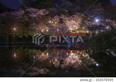 甘木公園の昭栄橋と夜桜 甘木公園の昭栄橋と夜桜 102078504