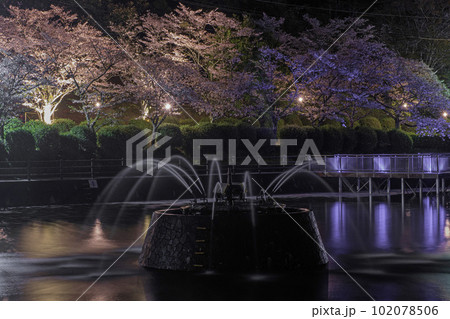 甘木公園の噴水と夜桜 甘木公園の噴水と夜桜 102078506