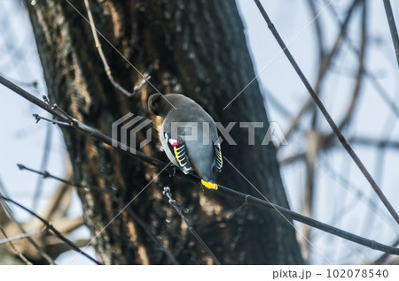 Common Bohemian Waxwing (Bombycilla garrulus) on a tree.  Birds flew in to drink the spring sap from a maple tree. Photo project Birds of Eastern Siberia.  102078540