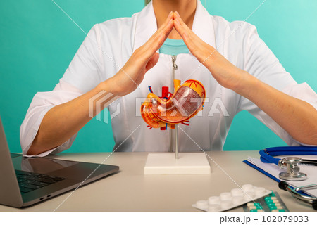 Doctor is holding anatomical model stomach folded hands above head like house roof Doctor is holding anatomical model stomach folded hands above head like house roof 102079033