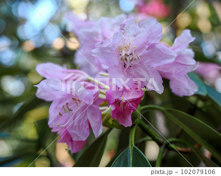 自生するホンシャクナゲの花 102079106