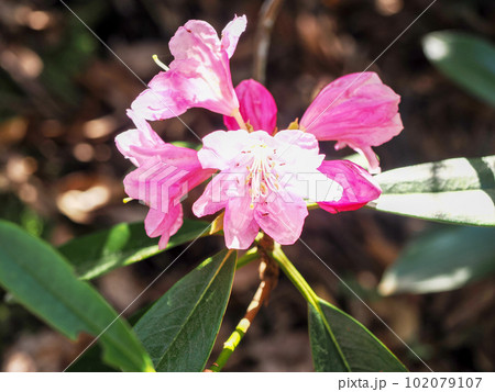 自生するホンシャクナゲの花 102079107