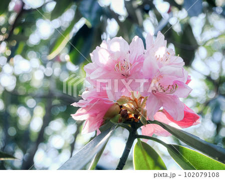 自生するホンシャクナゲの花 102079108