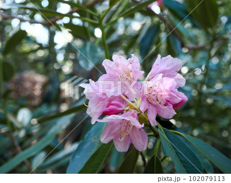 自生するホンシャクナゲの花 102079113