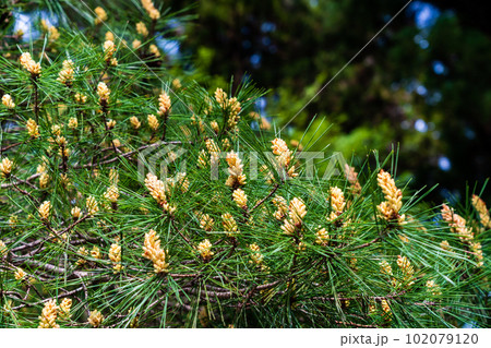 松の花　多摩御陵 102079120