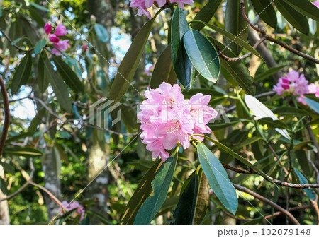 自生するホンシャクナゲの花 102079148