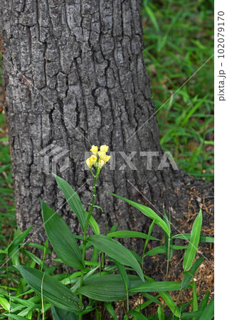 樹木の根元にひっそりと咲くキンラン 102079170