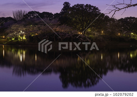 甘木公園の丸山池と夜桜 甘木公園の丸山池と夜桜 102079202