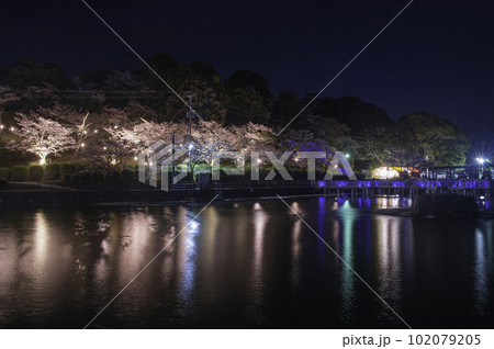 甘木公園の丸山池と夜桜 102079205