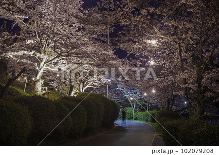 甘木公園のライトアップされた桜並木 102079208
