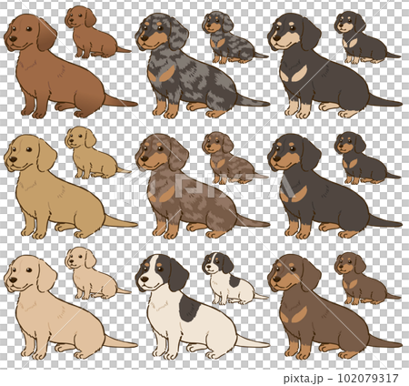 各種顏色的臘腸犬(光滑的被毛) 各種顏色的臘腸犬(光滑的被毛) 102079317