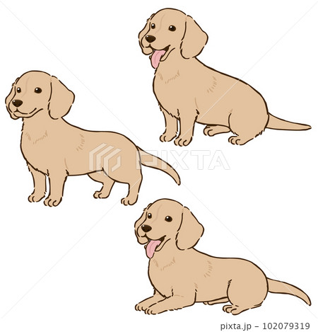 ダックスフンドの色々な姿勢（スムースコート、クリーム） 102079319