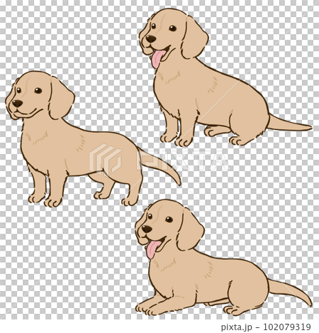 ダックスフンドの色々な姿勢（スムースコート、クリーム） 102079319