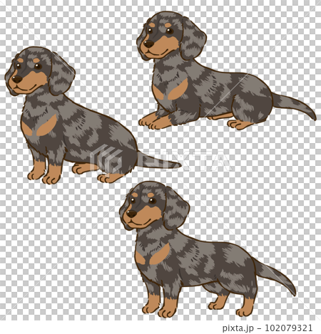 各種姿勢的臘腸犬(光滑的被毛,銀色斑紋) 各種姿勢的臘腸犬(光滑的被毛,銀色斑紋) 102079321