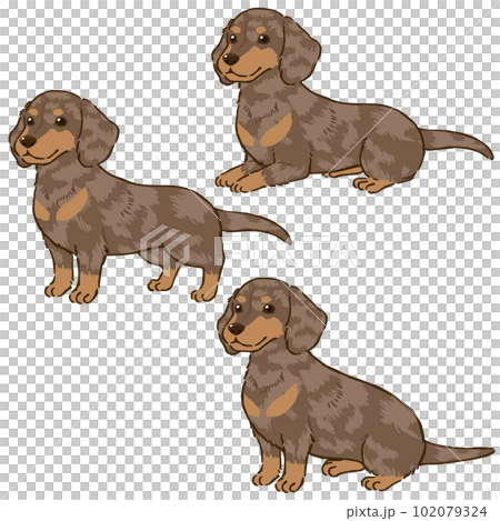 ダックスフンドの色々な姿勢（スムースコート、チョコダップル）の