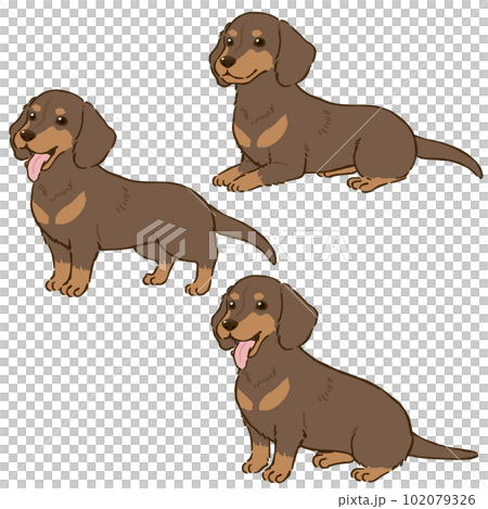 Various postures of Dachshund (smooth coat, chocolate tongue) 102079326