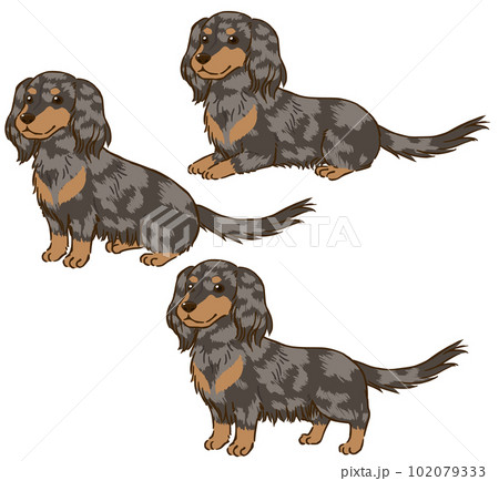 Dapple hotsell coat dachshund