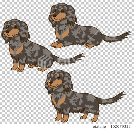 各種姿勢的臘腸犬(長大衣、銀色斑紋) 各種姿勢的臘腸犬(長大衣、銀色斑紋) 102079333