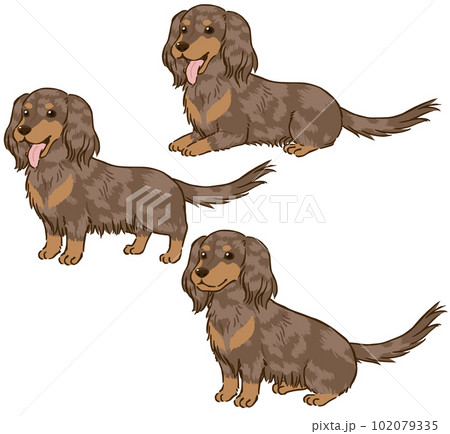 ダックスフンドの色々な姿勢(ロングコート、チョコダップル) ダックスフンドの色々な姿勢(ロングコート、チョコダップル) 102079335