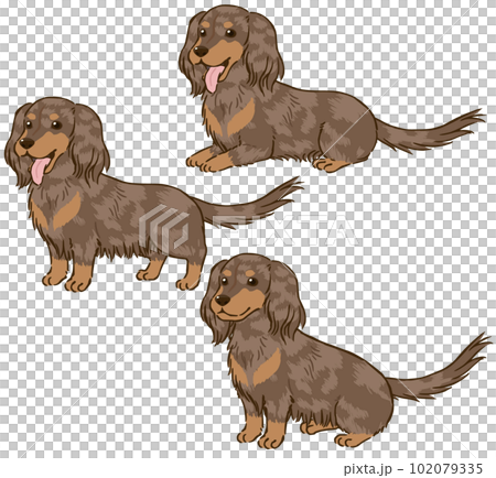 ダックスフンドの色々な姿勢(ロングコート、チョコダップル) ダックスフンドの色々な姿勢(ロングコート、チョコダップル) 102079335