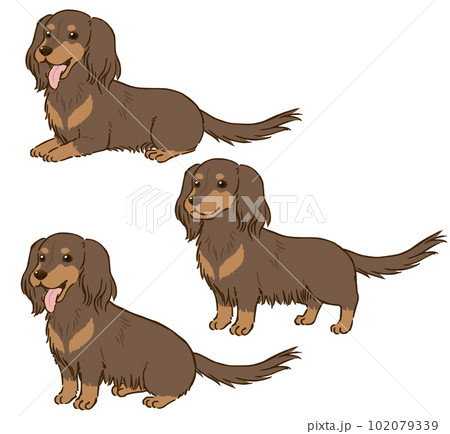 ダックスフンドの色々な姿勢（ロングコート、チョコタン）のイラスト