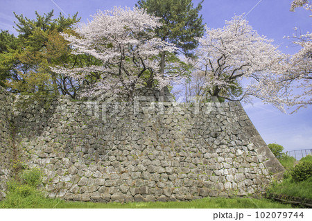 久留米城跡の石垣とサクラ 102079744