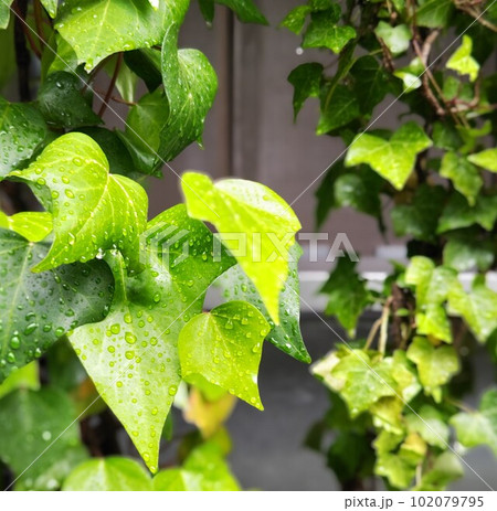 雨の雫と雨の匂い 雨の雫と雨の匂い 102079795