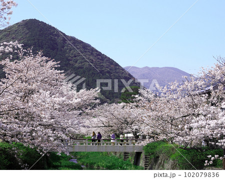 山口市・一の坂川の桜並木 山口市・一の坂川の桜並木 102079836