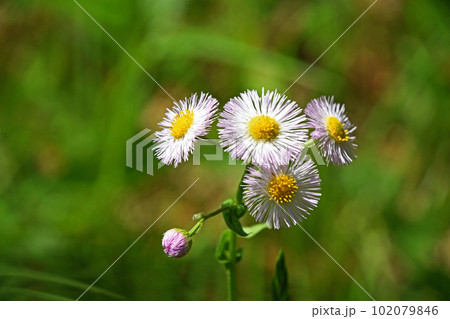 ありふれた花だが春を感じさせてくれるハルジオン 102079846