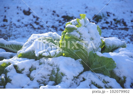 雪をかぶる冬の白菜　越冬する白菜と雪 102079902