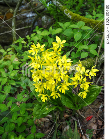 自生するキエビネ 102080480