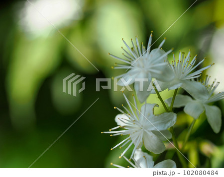 ハイノキのある風景 ハイノキのある風景 102080484