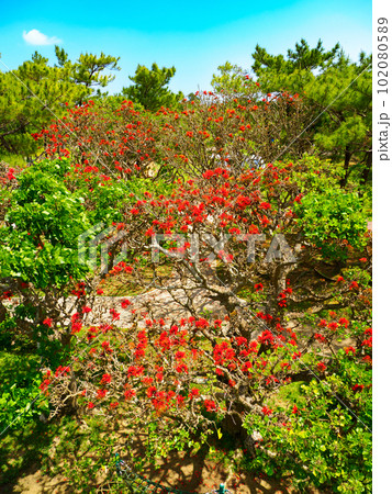 デイゴの花 102080589