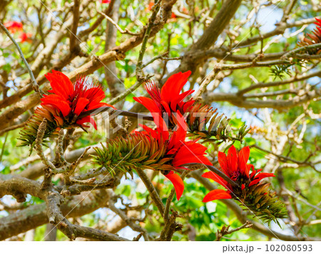 デイゴの花 102080593