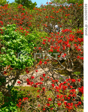 デイゴの花 102080599