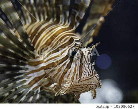 ミノカサゴ ミノカサゴ 102080627